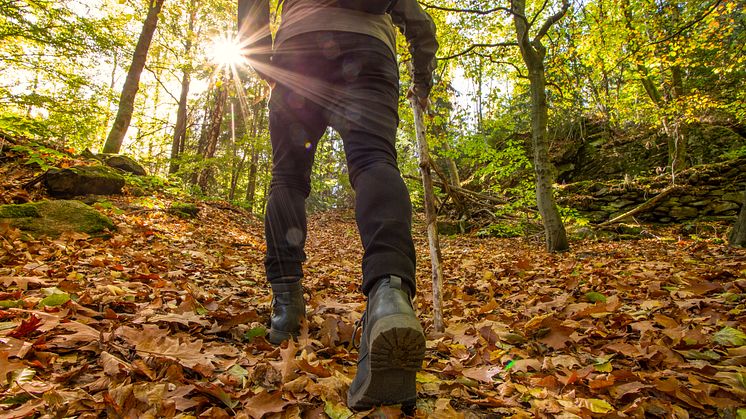 Wanderungen im goldenen Herbst rund um Altenberg (Foto: TVE/Ronny Küttner)