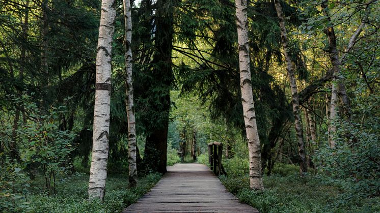 Inspirationsbild på miljö för rekreation i naturen. Foto Daniel-Sessler