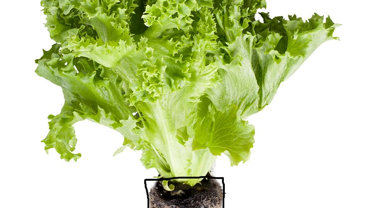 Krispsallat