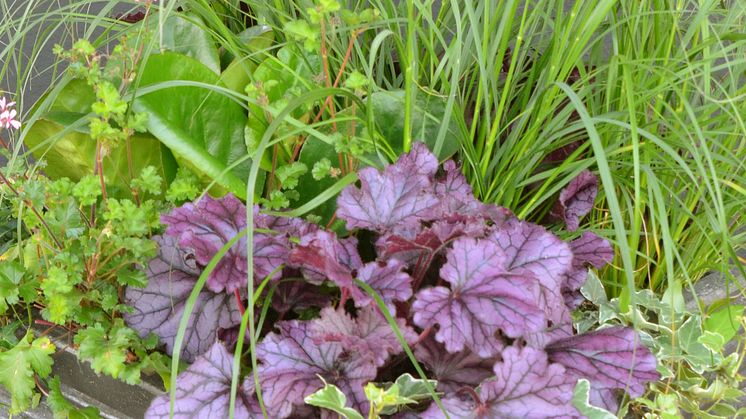nr1:OVÄNTAT BESÖK, Kreatör Anna Unné ; Pennisetum alopecuroides ’Hameln’ ​Hedera ’Glacier’ ​Hedera ’Feenfinger’ ​Bergenia ’Eroica’ ​Pelargonium ionidiflorum ’Pinki Pinks’ ​Origanum-hybride –Kirigami’ ​Heuchera ’Wild Rose’
