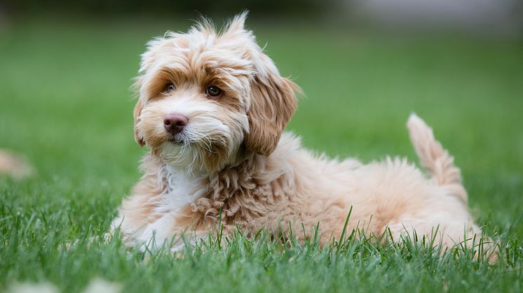 Bosse, Doris och Molly är de tre mest populära hundnamnen 2020. Foto: Sveland Djurförsäkringar