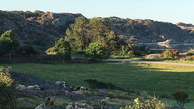 Foto: Moriks Fårgård