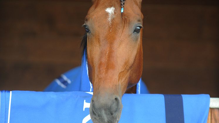 Elitloppshästen Timoko startar i Prix de l’Atlantique i Paris på lördag