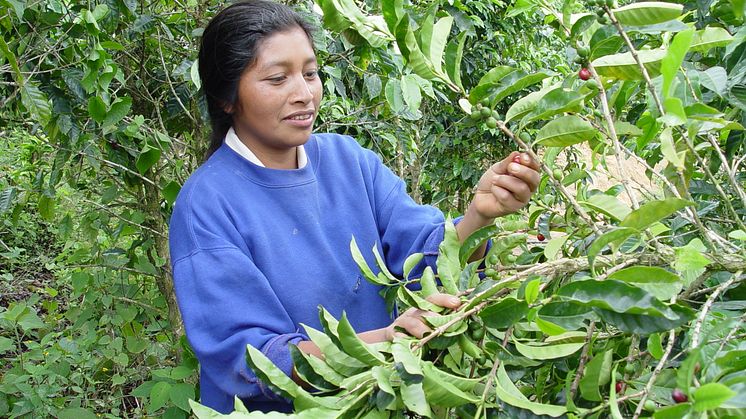 Juana Cabrera, kaffeodlerska från Honduras
