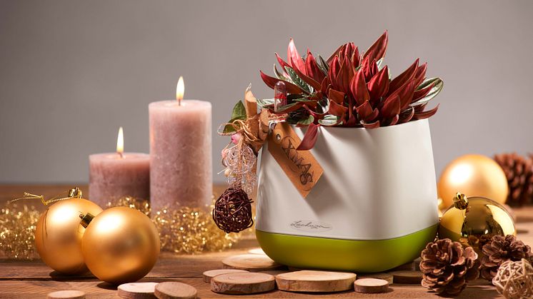 Design zum Verschenken - YULA unterm Weihnachtsbaum