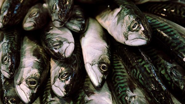 Låt Skagerrak bli pilot i EU:s nya fiskeripolitik