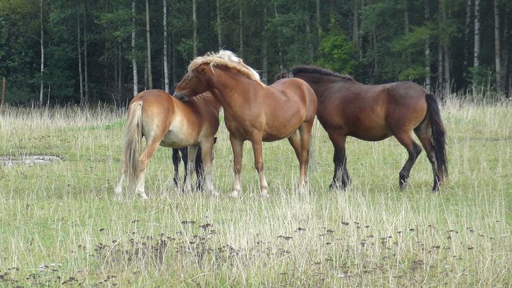 Bete ger näringsrikare vegetation och variation i landskapet