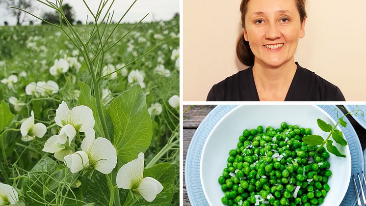 Möt ärtan Ebba