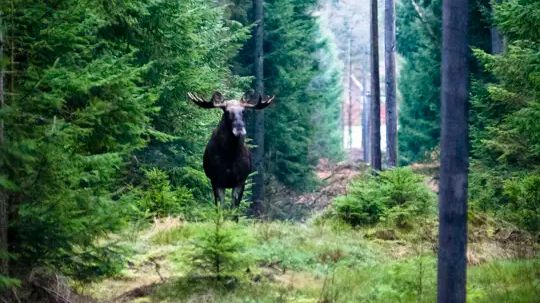 Orsa Grönklitt älgsafari.webp