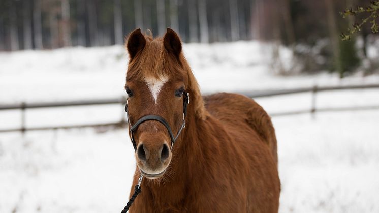 Brodda eller inte? Många hästägare ställer sig just nu frågan. 