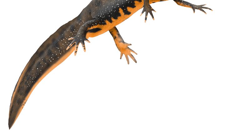 Hona av större vattensalamander