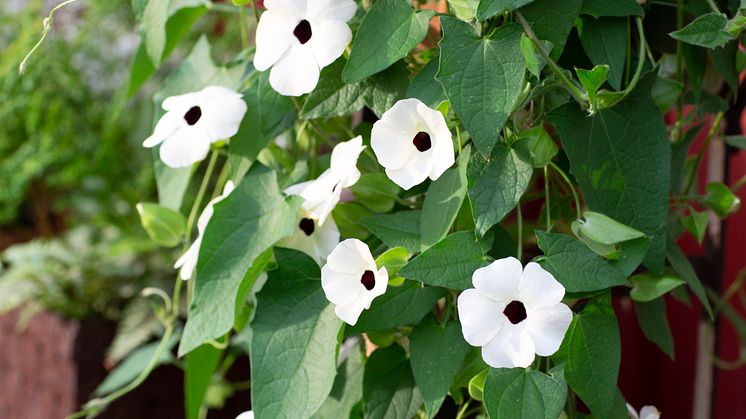 Årets Sommarblomma 2023 Thunbergia alata Svartöga foto annikasnaturligating (8)
