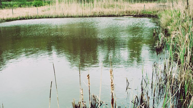 HaV vill lyfta fram viktiga naturvärden i sjön Åsnen och Mörrumsån