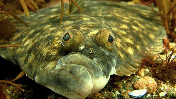 Under ytan - Skrubbskädda
