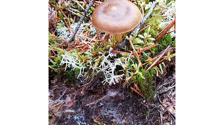 Under mosstäcket går det att se svamparnas mycel växa som tunna trådar i vitt och gult. Från mycelet bildas fruktkroppar som ibland kan ses ovan jord, i det här fallet en mykorrhizabildande Cortinarius (spindling). Foto: Karolina Jörgensen