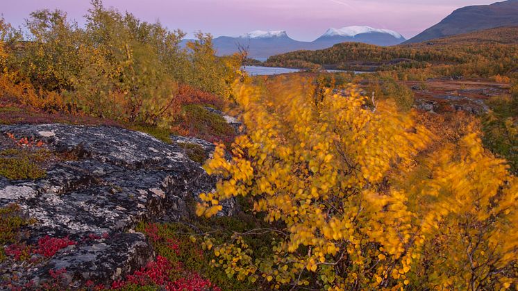 Plant roots in soil stimulate microbial decomposition, a mechanism called the priming effect. It increases greenhouse gas emission from thawing permafrost, a study from among other researchers from Umeå University shows. Photo: Ive van Krunkelsven