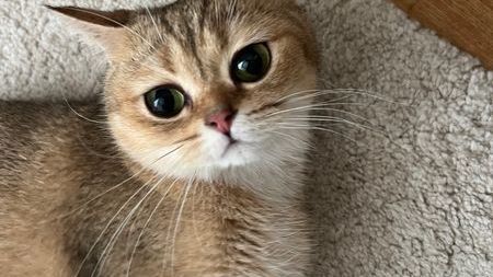 Katten Klara 4