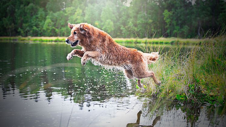 Använd sunt förnuft när du låter din hund bada i sommar.        Foto: Olivia Härkäniemi