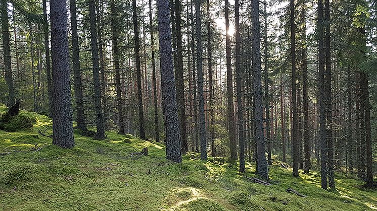 leksberget-OL-960