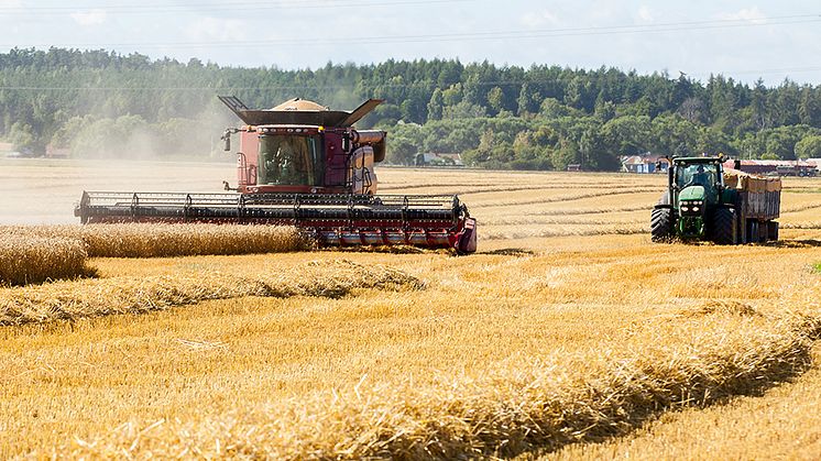 Tunga jordbruksmaskiner innebär en risk för skadlig markpackning under matjorden, i den s.k. alven. Foto: Jenny Svennås-Gillner