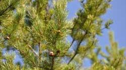 Mer död ved i skogen enligt Riksskogstaxeringen vid SLU
