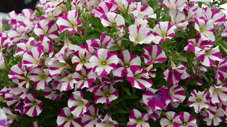 Petunia ´Peppy Purple´