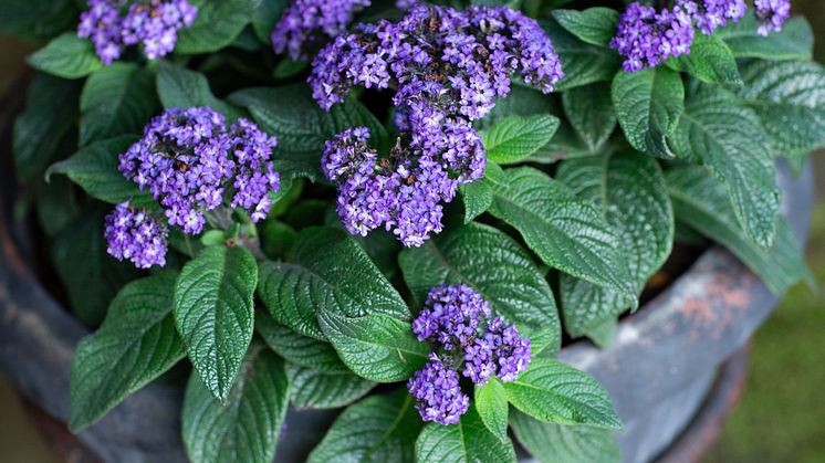 Heliotropium arborescens Årets Sommarblomma 2024 foto annikasnaturligating (14).jpg