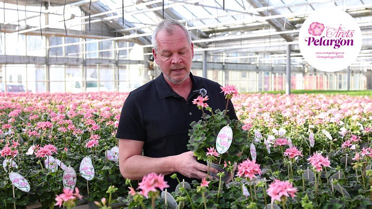 Arets_Pelargon_2025_Mattias_Svegin_Tagerups_Tradgard_om_Summer_Twist_Rose.mp4