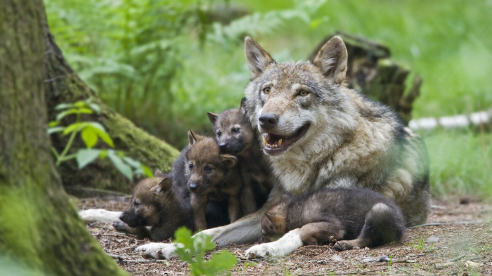 EXPERT COMMENT – Have hopes of coexistence ended as Belgium’s first wolf in 100 years is presumed dead