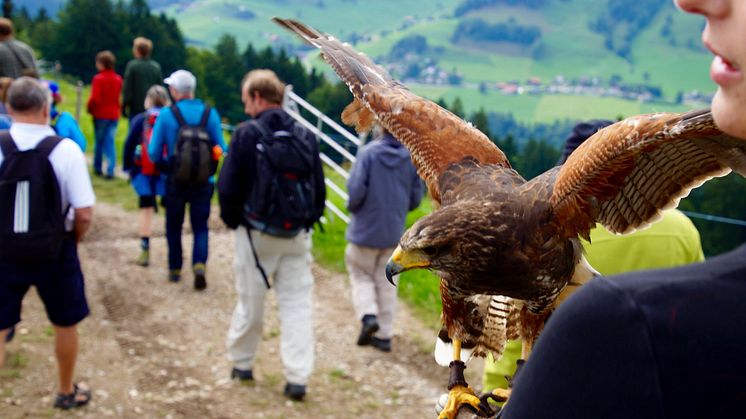 Greifvogel Erlebnis(c)Sportbahnen Atzmannig