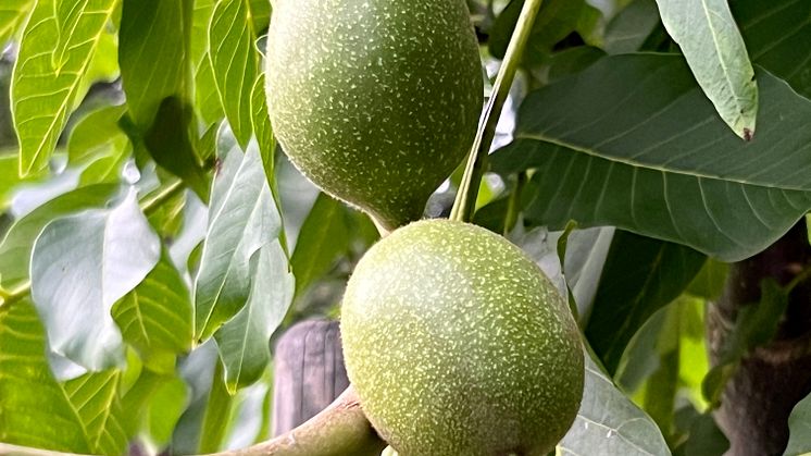Malmaberg Matskog valnöt