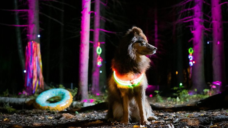 Undersökning visar: Många svenska hund- och kattägare använder inte reflex 