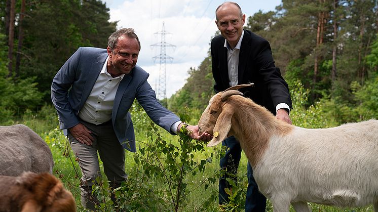 Vorstellung des ökologischen Trassenmanagements: Umweltminister Thorsten Glauber (l.) und Bayernwerk-Chef Dr. Egon Westphal auf einer Trasse in Bamberg.