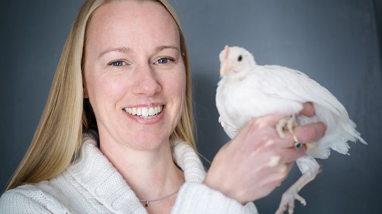 Hanne Løvlie, Linköpings universitet