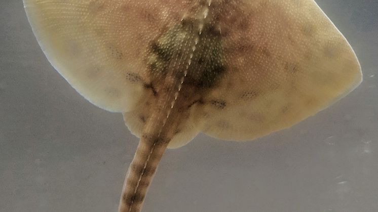 Knaggrockeunge mars 2019