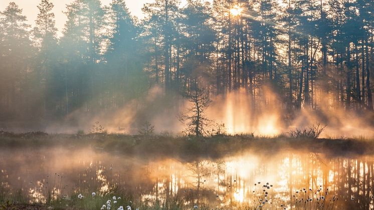 Att återställa skogar och våtmarker kan ha sociala, miljömässiga och klimatmässiga fördelar. Foto: Lars Johansson/Mostphotos