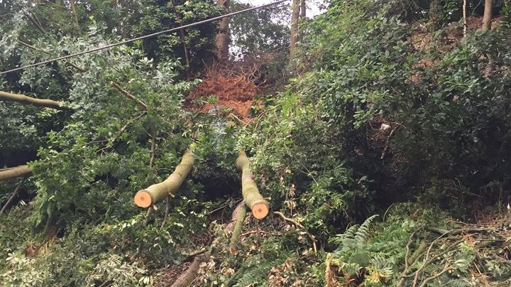 The fallen trees on the Cross City line during removal