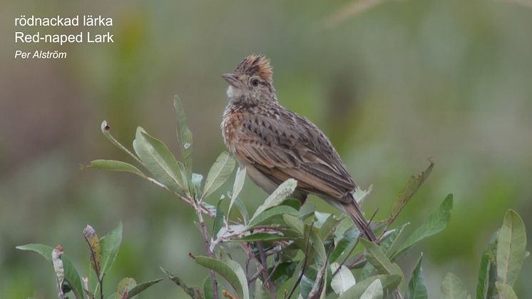 Rödnackad lärka, Corypha africana.