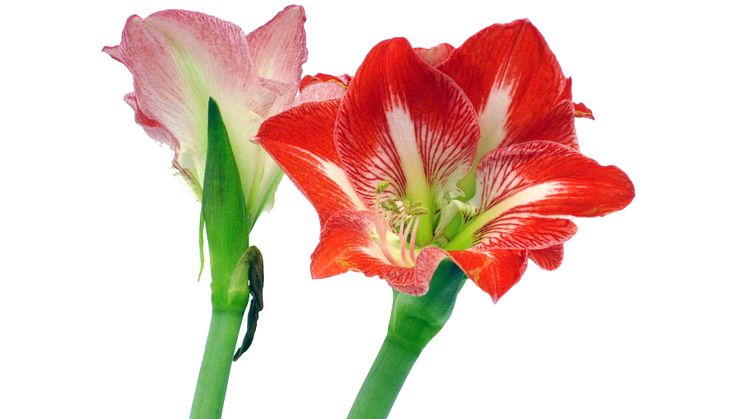 Lucka nr 19 - Tvåfärgad Amaryllis i en Blomstrande Julkalender