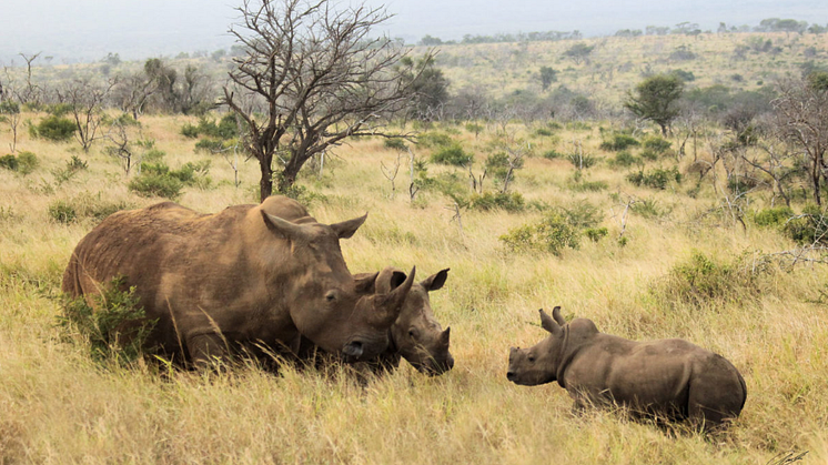 Thanda Safari