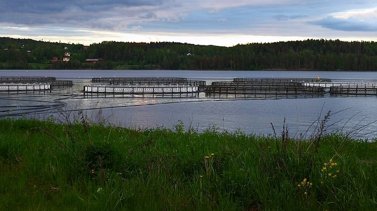 Fiskodlingen i Stöpafors, Sunne kommun. 