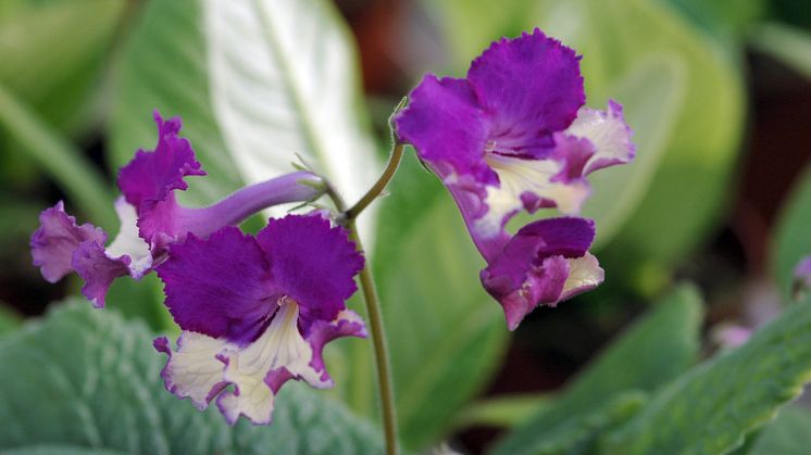 Streptocarpus Silvia