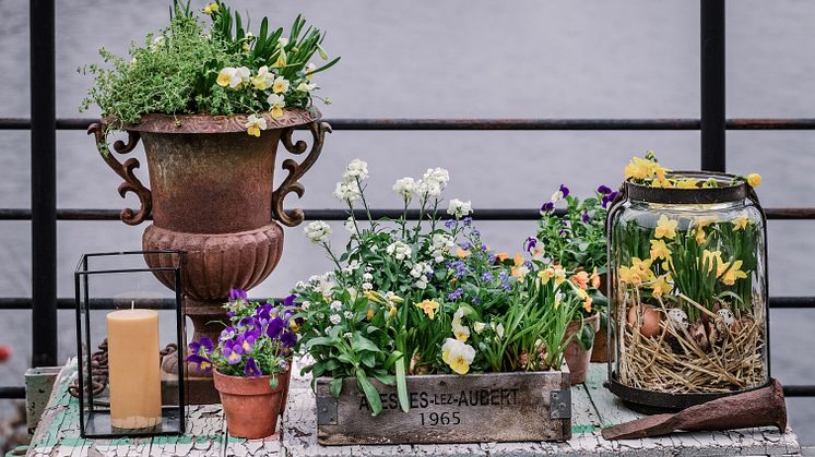 Bli glad av vårens härliga vårblommor! Foto: @atmycasa