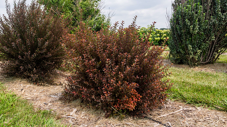 Physocarpus opulifolius SPICY DEVIL ('Zlenatalie'PBR-AF) First Editions®-Serien