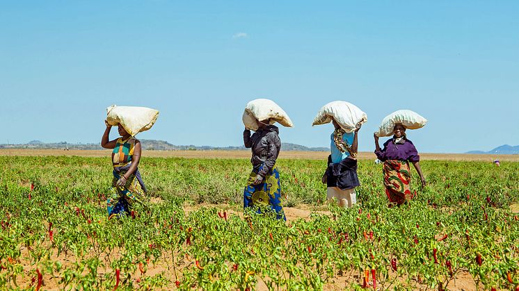 Swedfund, BII och Norfund investerar 85 miljoner USD i AgDevCo för att stödja jordbruksföretag i Afrika