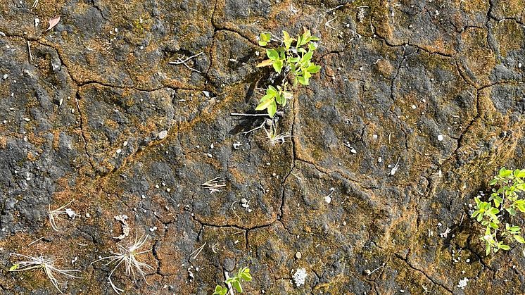 moss.jpg