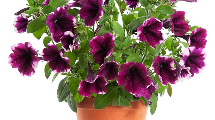 Petunia
