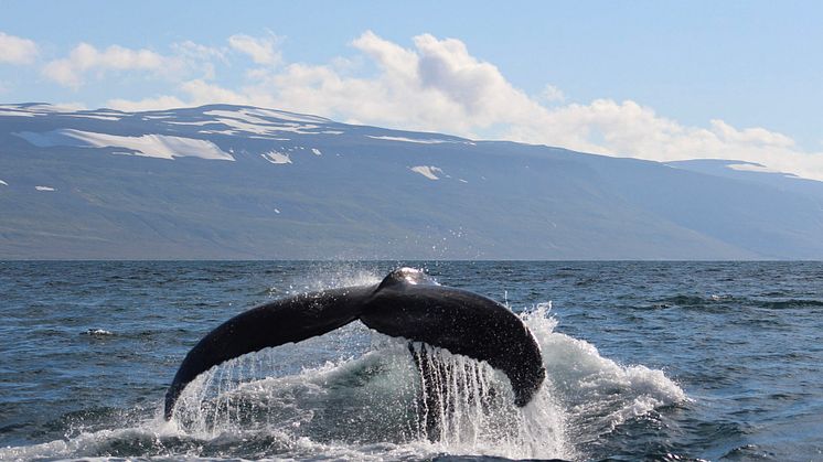 Fred. Olsen to partner with marine wildlife charity ORCA on inaugural whale-watching Iceland cruise in Summer 2019
