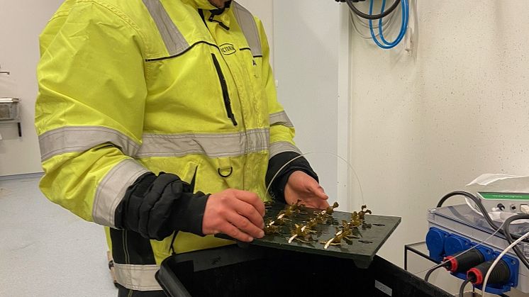Eksperiment tarestiklinger