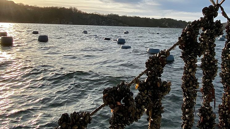 Musselodling Mollösund
